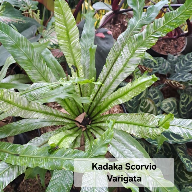 Tanaman Hias Indoor Kadaka Scorvia Varigata - Kadaka Skorvio Varigata