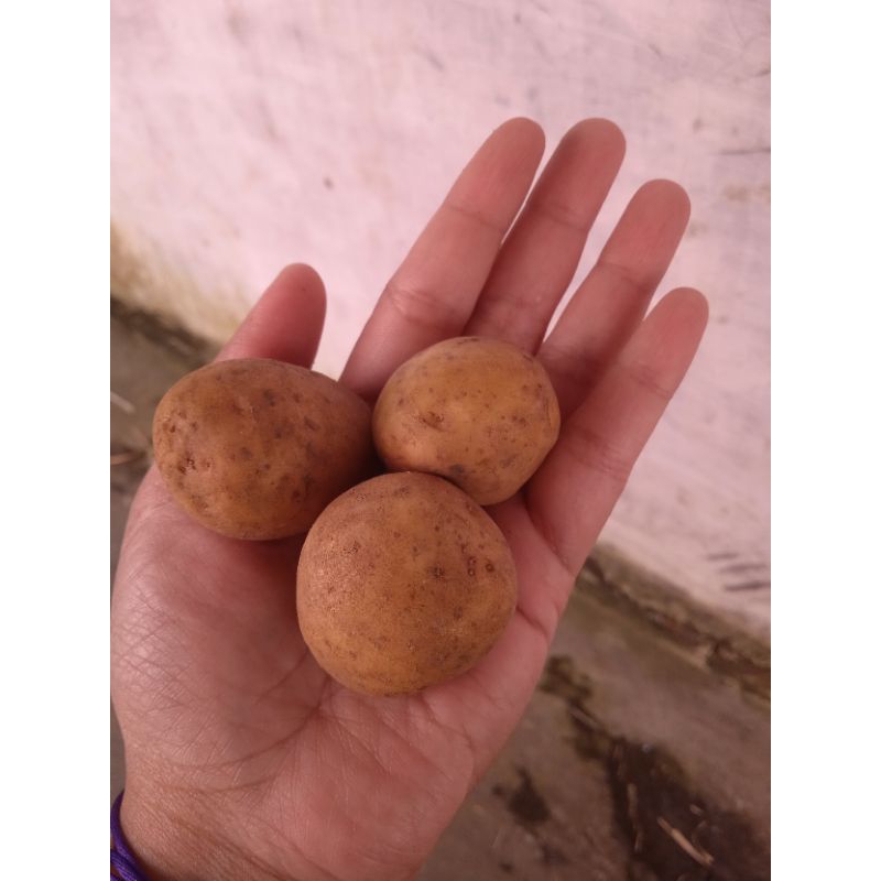 

Kentang Siomay fresh asli gunung Bromo 1 kg
