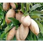 Tanaman Sawo Mentimun Berbuah