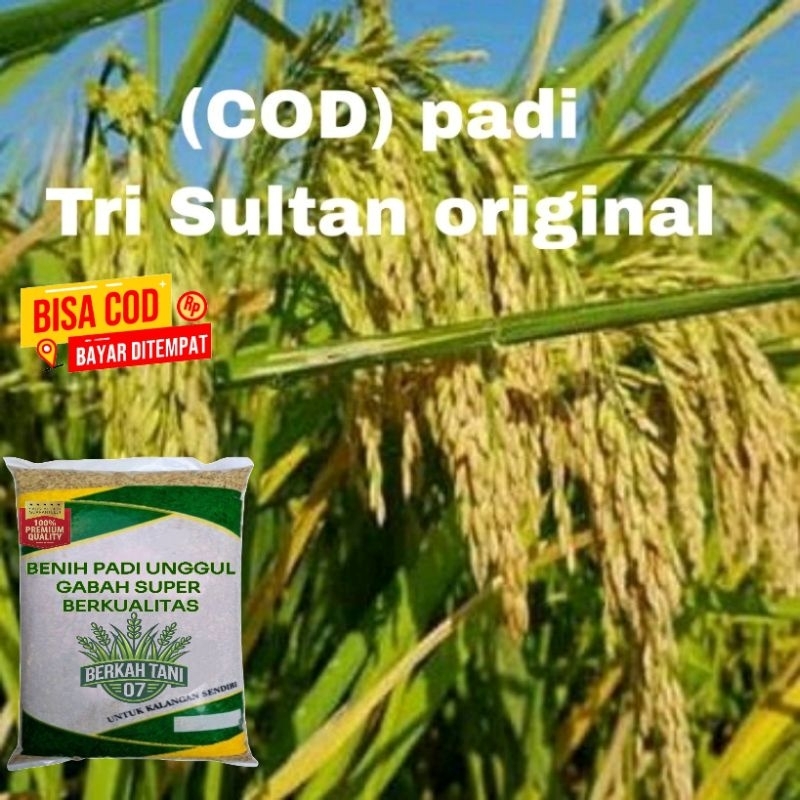 benih padi TRI SULTAN super unggul.2kg