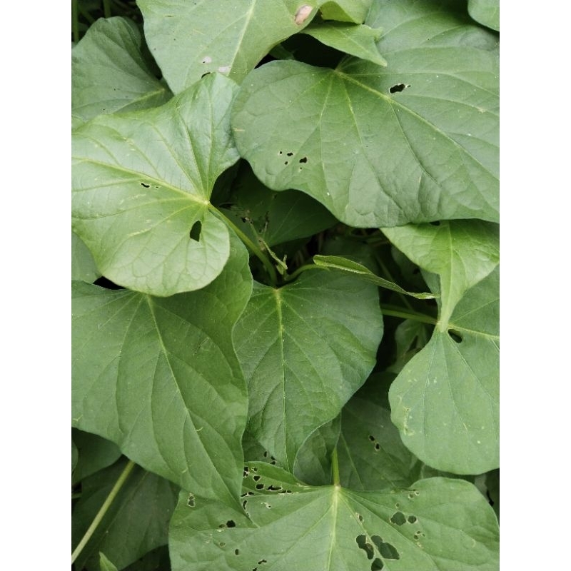 

daun ubi jalar segar 300gram