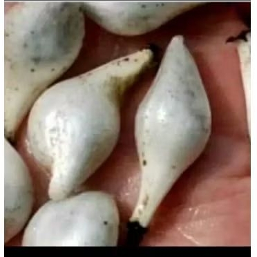 

buah merasi