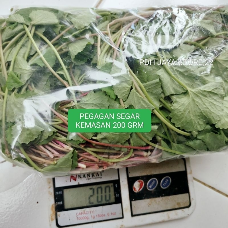 

DAUN PEGAGAN SEGAR ORGANIK ORIJINAL/200 GRM