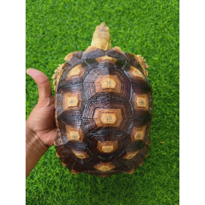 Pelet sulcata betina