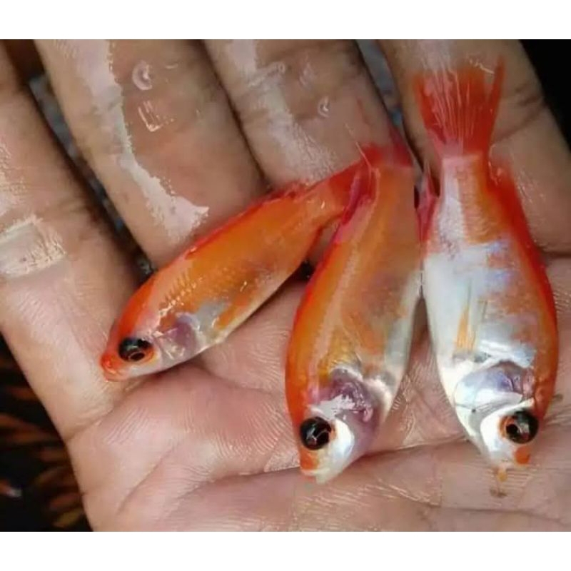 "Bibit Nila Merah Bangkok Ukuran 5-7-cm paket 250 ekor – Ikan Sehat, Siap Budidaya, Pertumbuhan Cepa