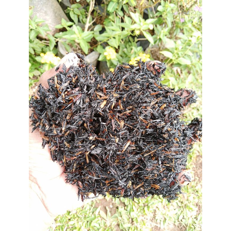 Sekam bakar fermentasi 1 kg.