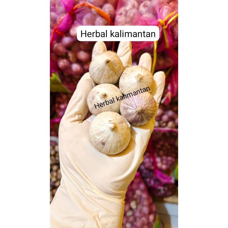 

BAWANG PUTIH TUNGGAL SIZE JUMBO BAWANG LANANG OBAT JANTUNG KOLESTROL HIPERTENSI DIABETES ASAM URAT 1Kg BALIKPAPAN KALIMANTAN TIMUR DI JAMIN FRESS BARU 1 Kg