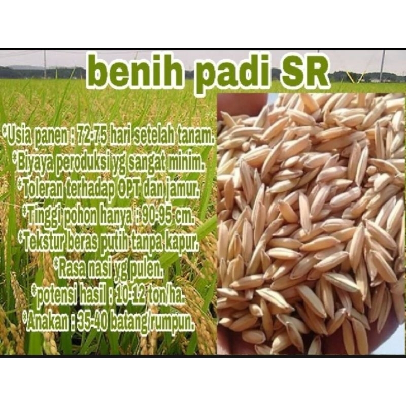 BENIH BIBIT PADI SR PER 1KG