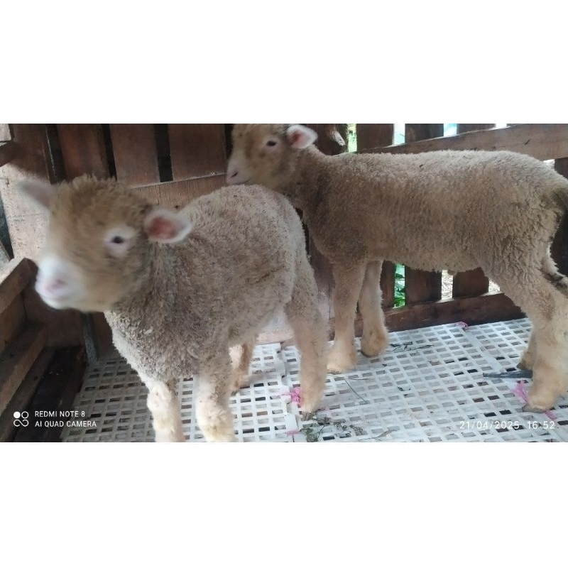 Domba Merino Lucu