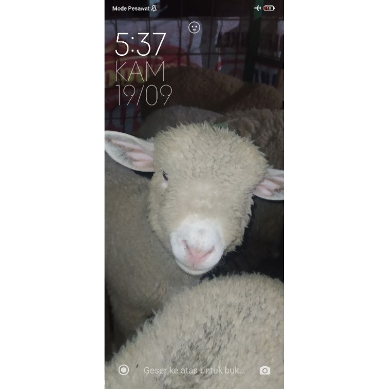 

1 ekor domba merino