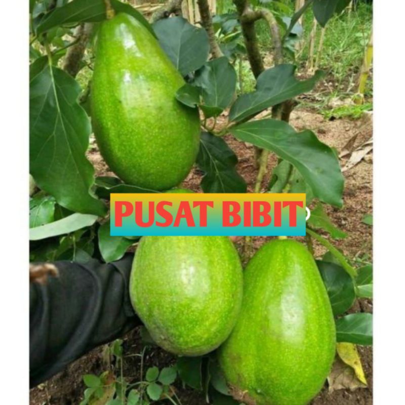 Bibit Alpukat Aligator Siap Berbunga Spesial