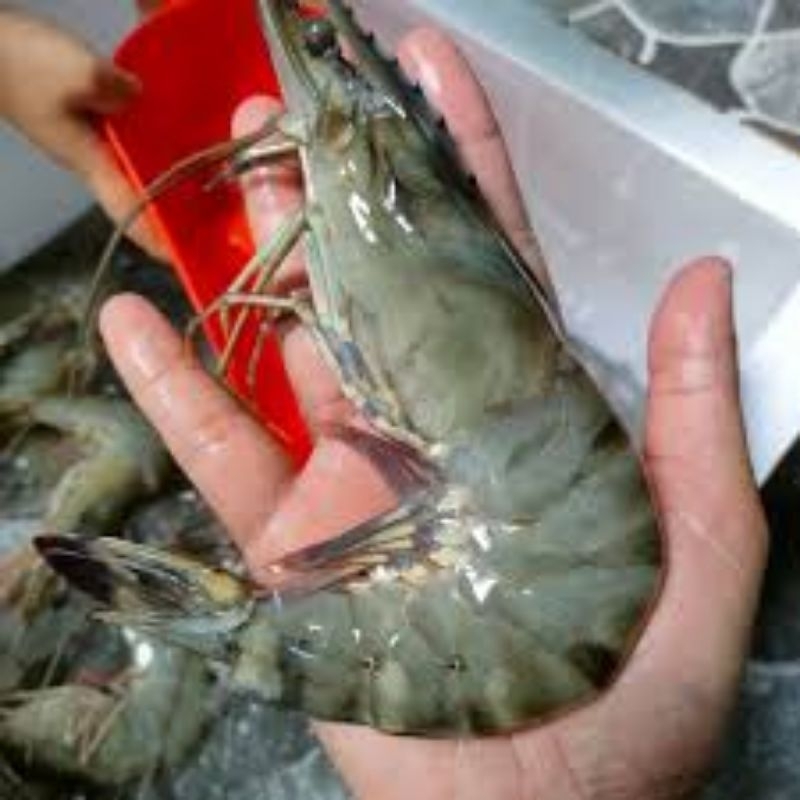 

udang windu size 30 250gr-1kg