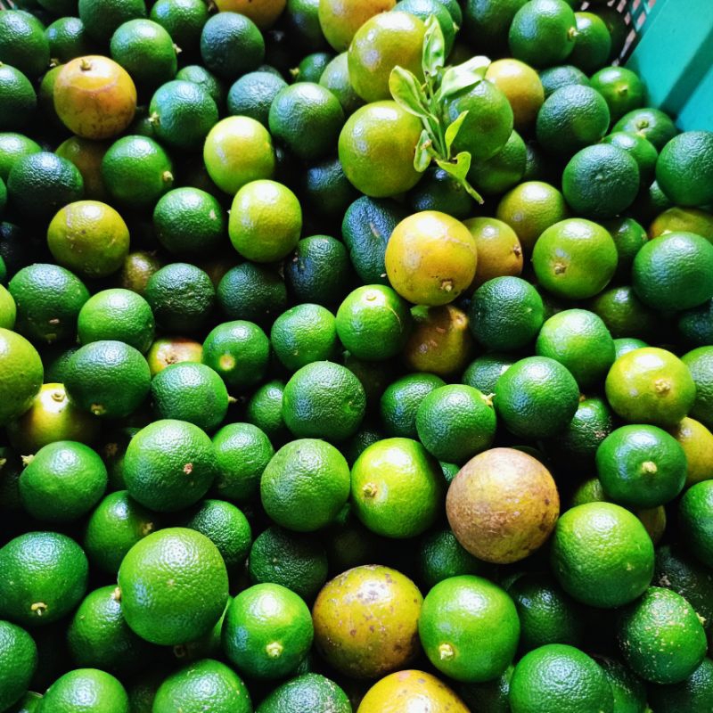 

1 kg jeruk sonkit jeruk peras lemon cui jeruk kasturi jeruk peras