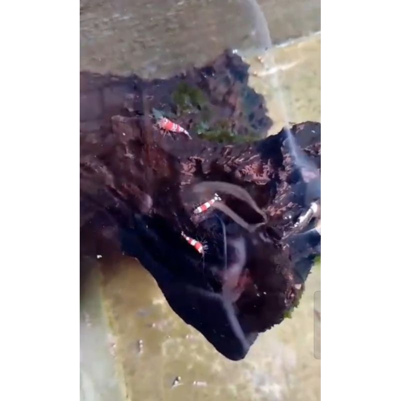 hiasan aquarium udang hias red bee size remaja