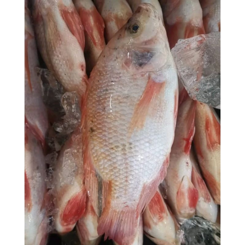 

Ikan nila merah segar Ikan nila ikan tambak segar 1kg