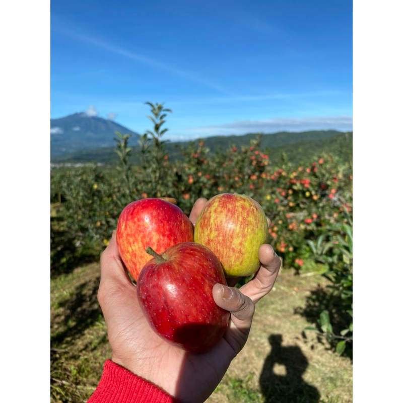 

BUAH APEL ANNA MERAH UKURAN BESAR BERAT 1KG