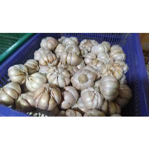 

BAWANG PUTIH MURAH