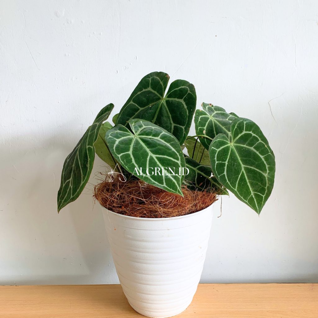 Tanaman Hias Hidup | Tanaman Hias Sedang | Tanaman Indoor
