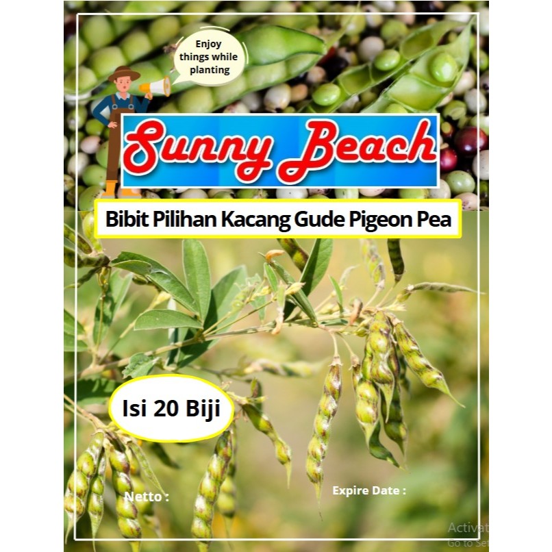 Bibit Pilihan Kacang Gude Pigeon Pea | Benih Kacang Gude