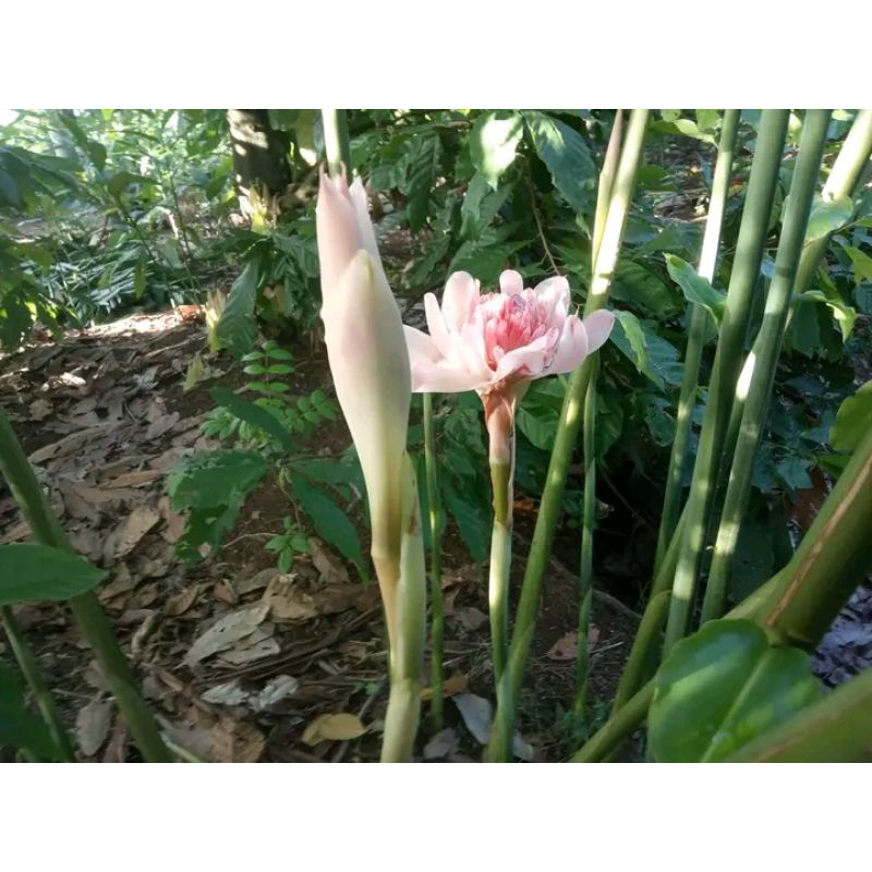 

sayuran bunga kecombrang segar fresh