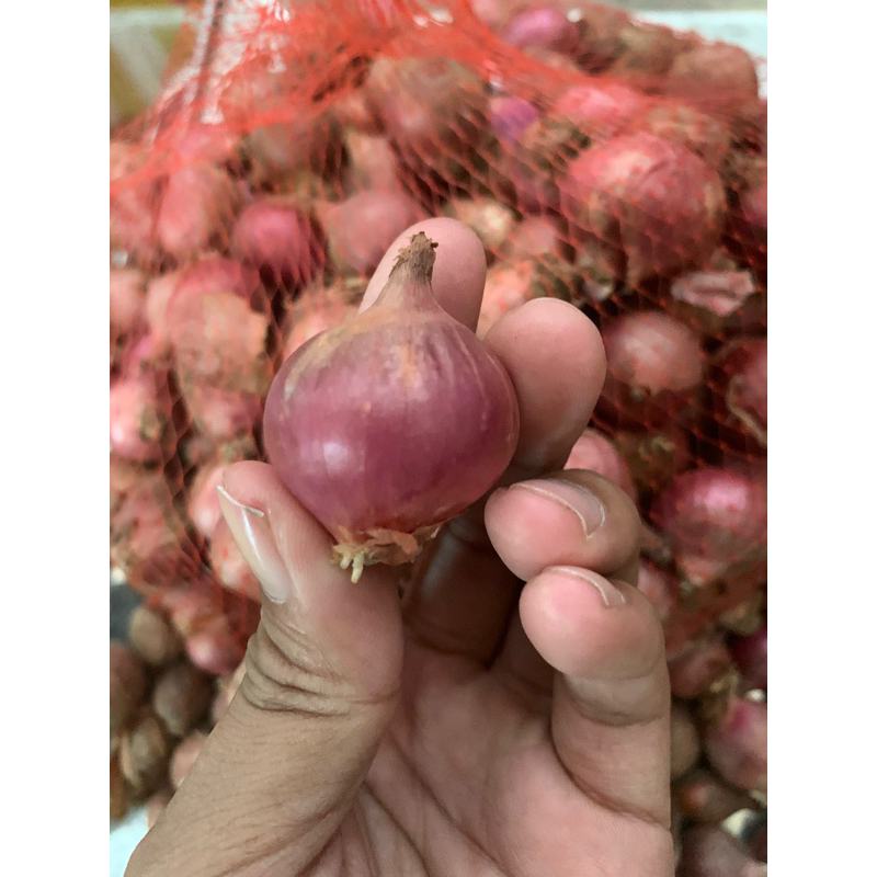 

Bawang Merah Super Asli Lokal Boyolali