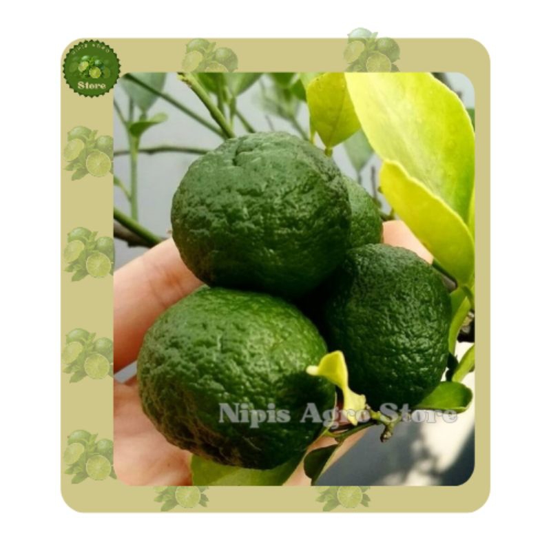 

Jeruk Limau 1 kg Segar Fresh