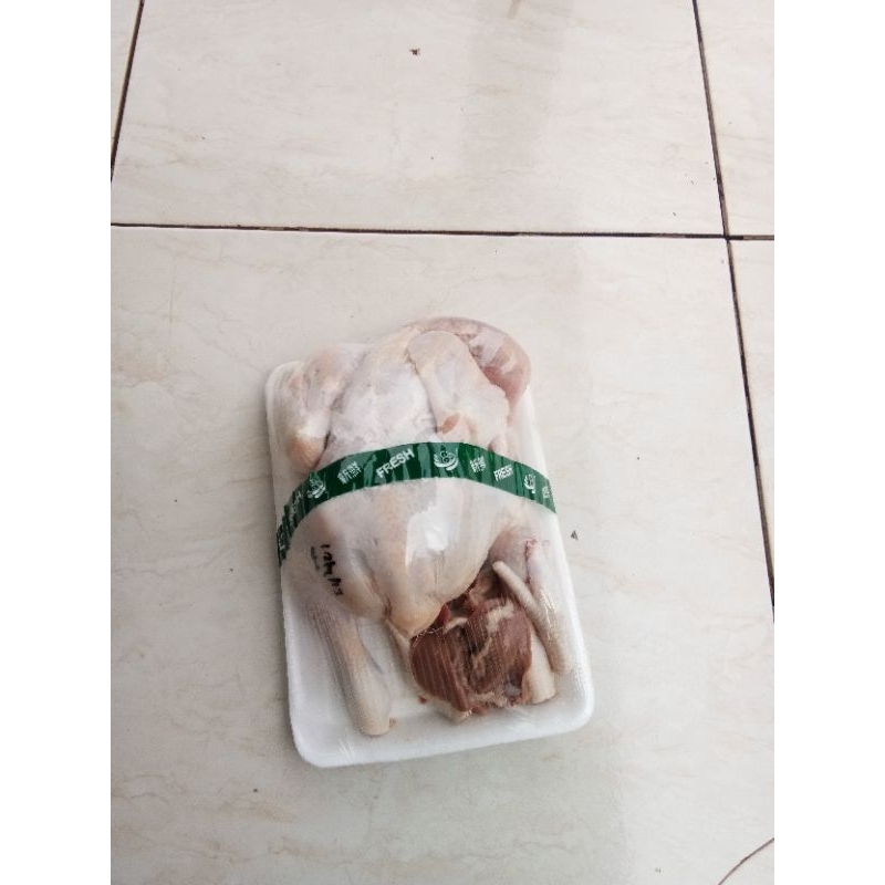 

Ayam Potong Fresh Harga Grosir