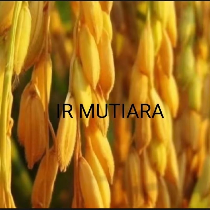 BENIH BIBIT PADI IR MUTIARA PER 1KG