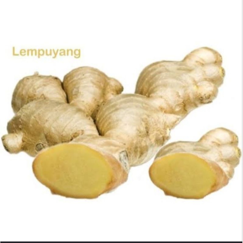 

Promo Lempuyang Lampuyang segar herbal 500gr COD
