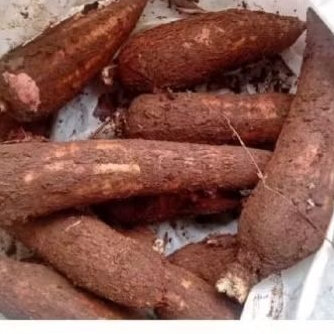 

dangder/ ubi singkong persh 1kg