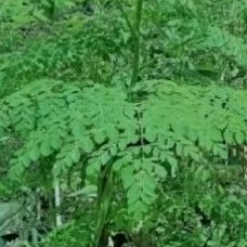 

daun kelor segar 100gram