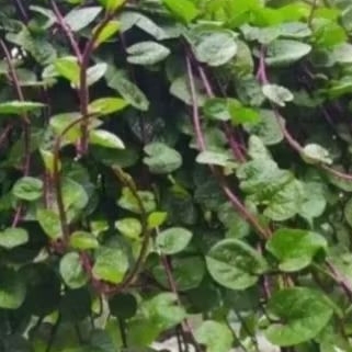 

100 lembar daun binahong merah press petik langsung saat di pesan
