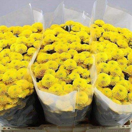 Bunga Potong Segar Calimero Grade A/ Bunga Segar murah/Fresh flower lokal/Bunga Segar potong