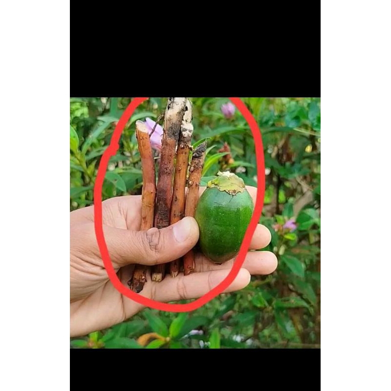 

Akar pohon Pinang 500 gram