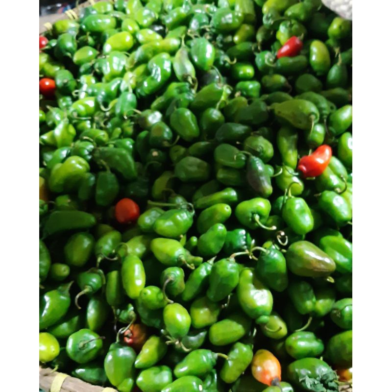 cabe gendot segar 500g