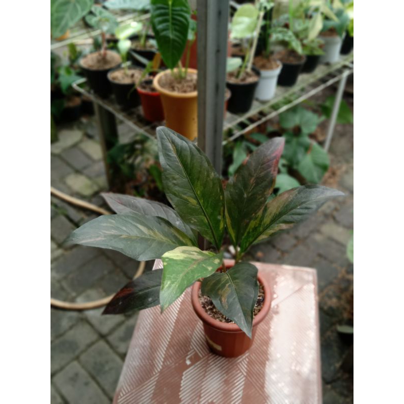 ANTHURIUM HOOKERI PINK VAR