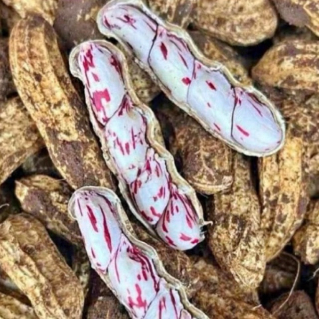 

KACANG TANAH LURIK MADU 1KG/KACANG TANAH MADU/KACANG TANAH MENTAH/KACANG TANAH MANIS/KACANG LURIK MANIS /KACANG TANAH FRESH/KACANG TANAH LURIK MURAH/MAKANAN SEHAT/MAKANAN JADUL/KACANG TANAH BATIK/MAKANAN LANGKA/KACANG LANGKA/CAMILAN DIABETES