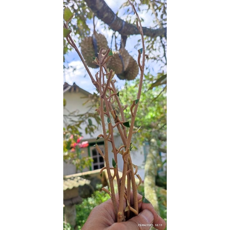 entres durian montong