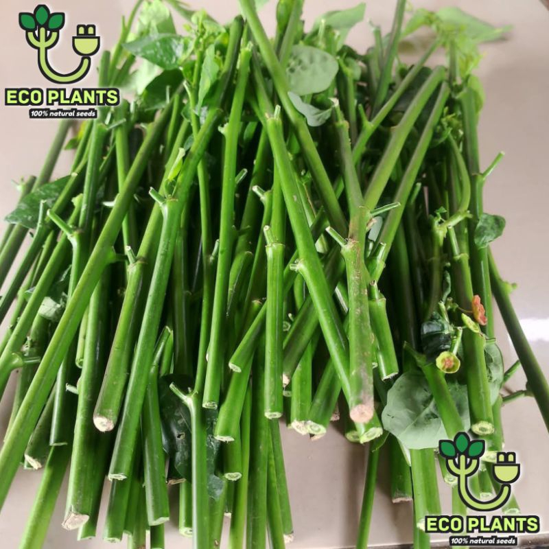 Bibit Katuk Tanaman Katuk / Bibit Daun Katuk Perbatang Tinggal Tancap