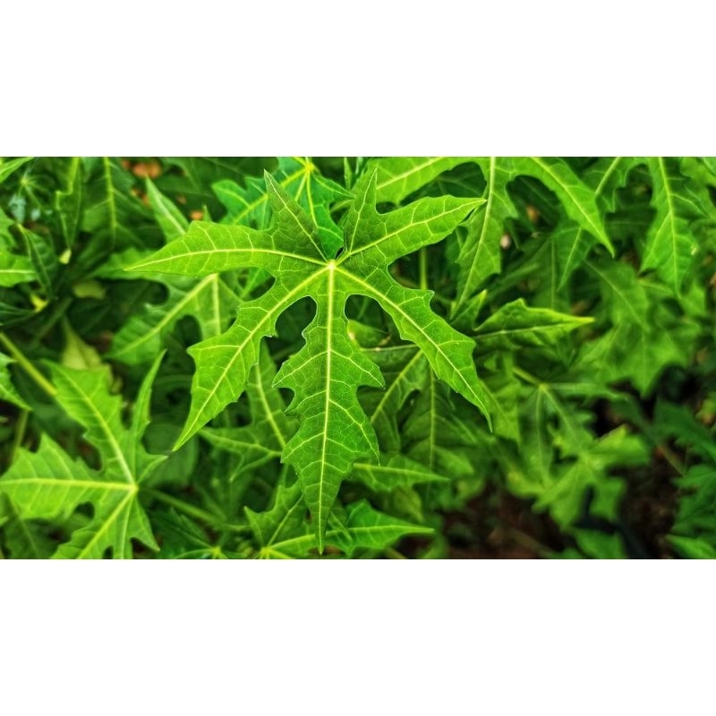 

1 ikat daun gedi/ daun pepaya jepang segar