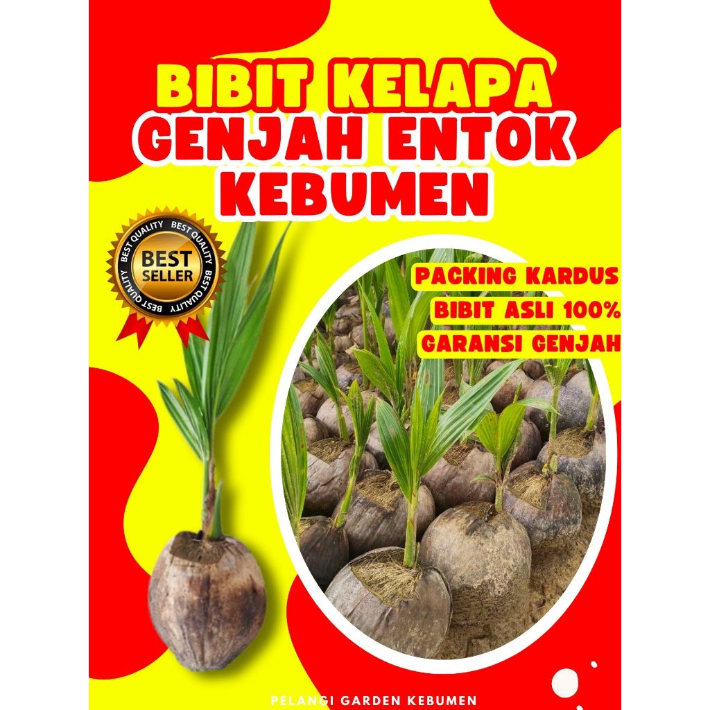 TERBAIK.. Benih Buah Kelapa Genjah Entok, Benih Buah Kelapa Hibrida
