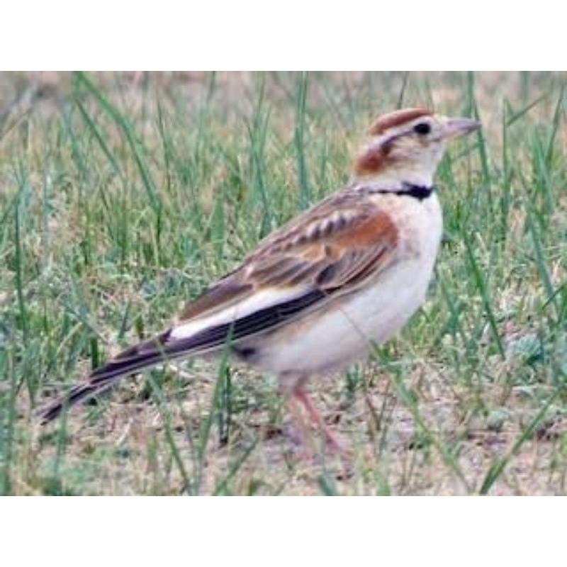 Burung Branjangan Mongolian Lark Import Bahan Jantan & Betina
