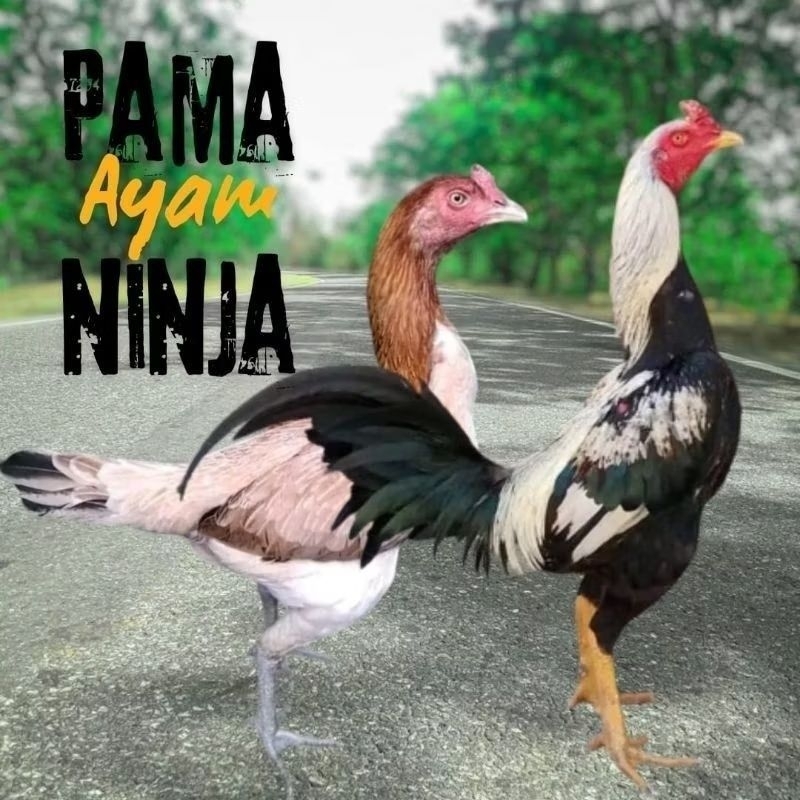 Telur Tetas Ayam Pama Ninja Widu/Wido Petarung Fertil Ori untuk ditetaskan