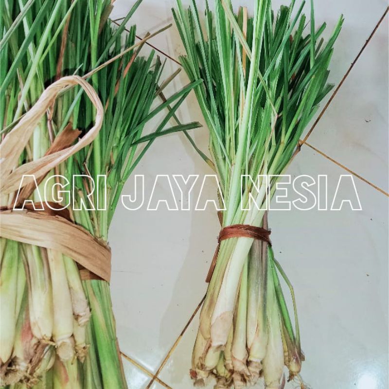 

Serai / sereh dapur segar fresh kualitas terbaik