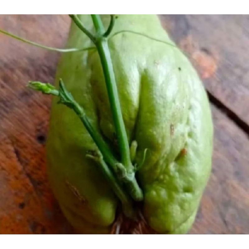 

terlaris bibit tanaman sayur labu Siam hijau per 1 pcs