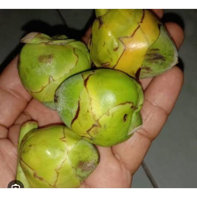 

Tembuluk Bululuk Kelapa Segar Murah Obat Herbal Termurah