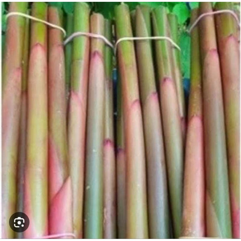 

Batang Pohon Honje Muda Kecombrang 1 Kg Fresh Murah Baru Ambil Murah