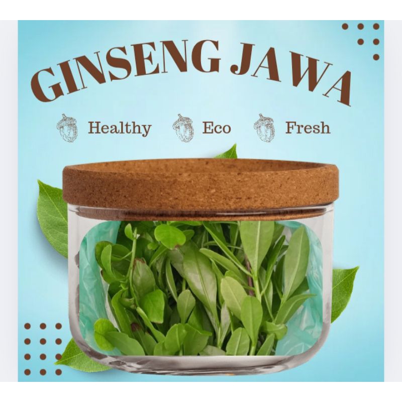 

Sayur Ginseng segar 100gr SuPeR/PelaNcaR ASI, Jual ginseng jawa ( Sayur daun Gingseng Jawa fresh)