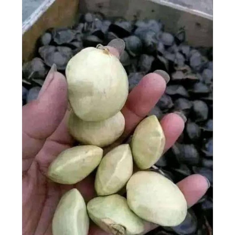 

Jengkol Muda 1 Kg Murah Banyak Manfaat Obat Herbal Lalab Termurah