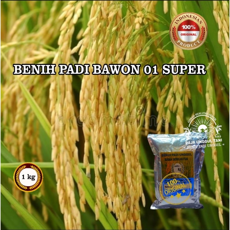 1kg benih bibit padi bawon 01 super unggul biji gabah berkualitas hasil melimpah